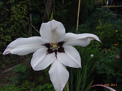 Gladiolus murielae